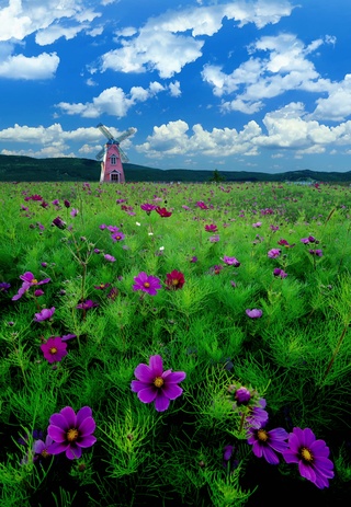 美景花海