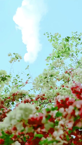 照花前后镜，花面相交映 