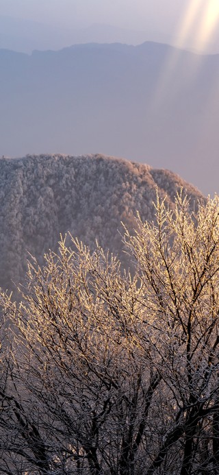 峨眉山冬日雾凇，晨光勾勒霜枝