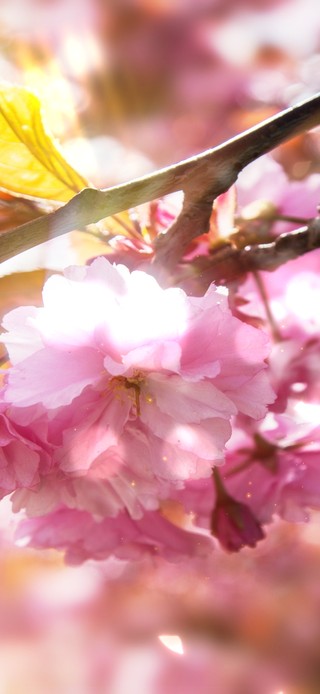 6K 唯美超清治愈#香风暖心间