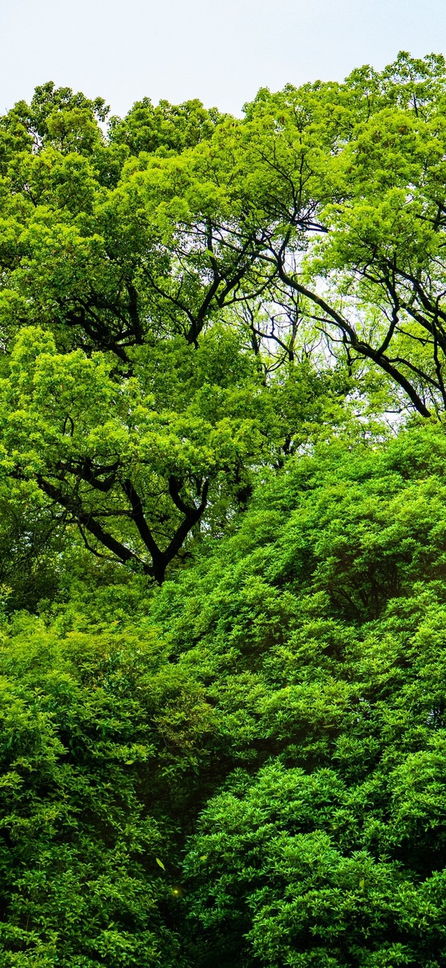 唯美绿树