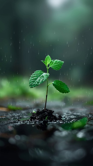 雨中的小草