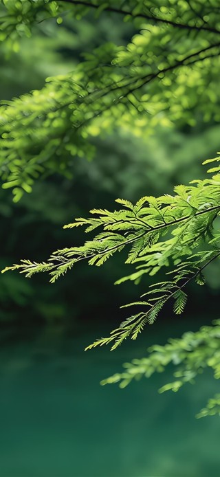 静谧流水护眼森林