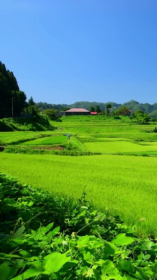 护眼乡村田园