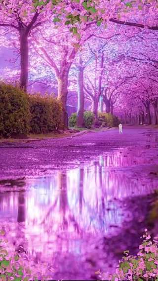 粉黛花海