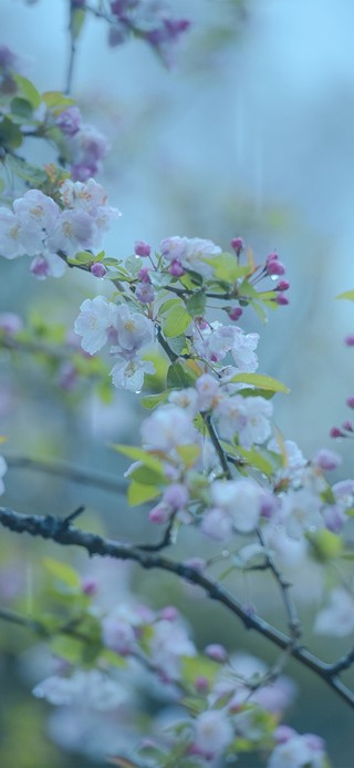 雨打桃花