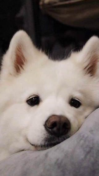 动物
