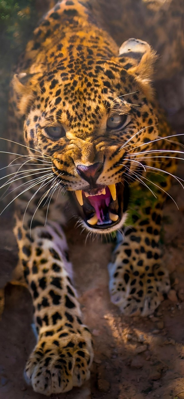 猎豹4K动态壁纸