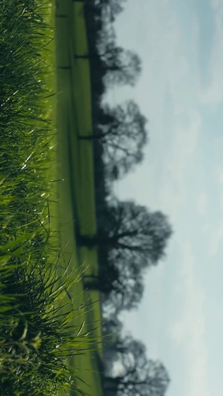 绿色草地