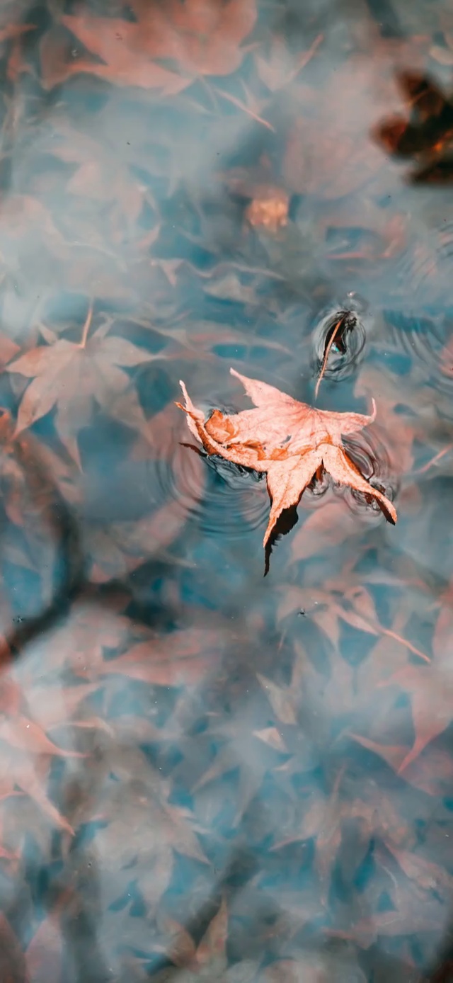 一叶知秋【唯美互动】