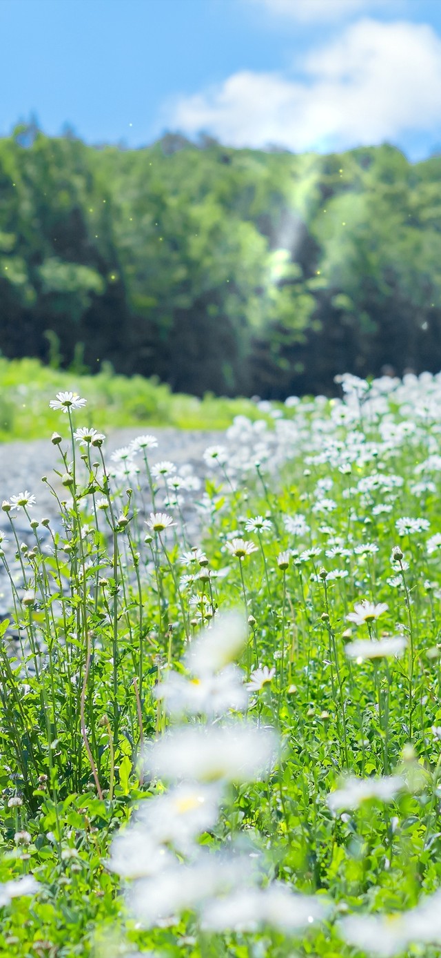 4K唯美治愈山间雏菊小路