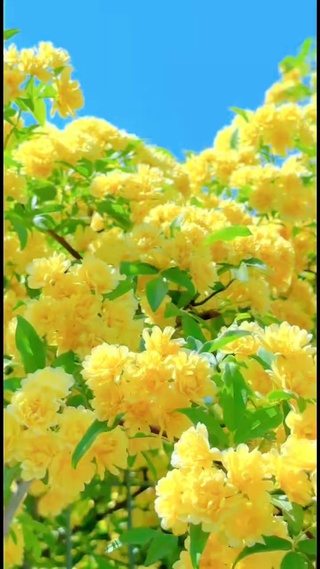 心藏春光，人间处处是花香