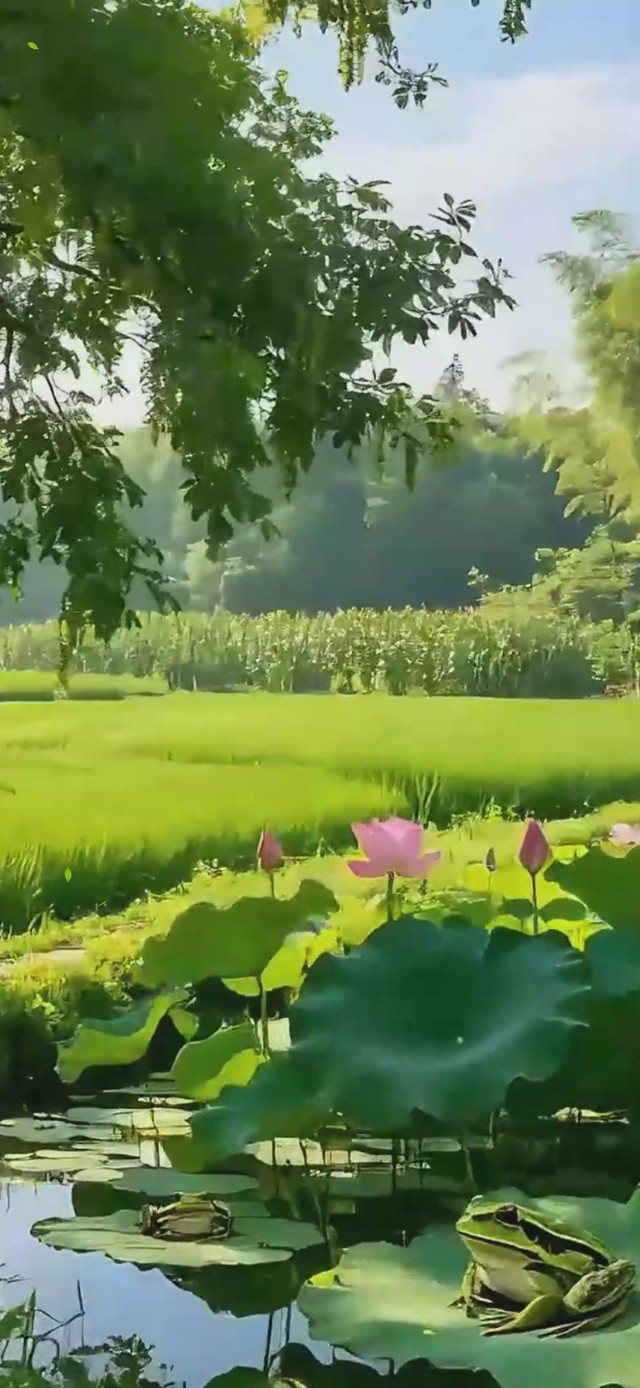 清新荷塘