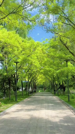 绿荫大道，鸟语花香