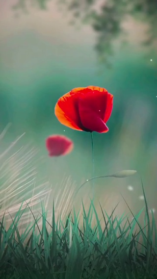 摇曳的两朵花……