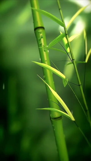 绿竹雨滴