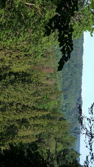 绿色自然风景