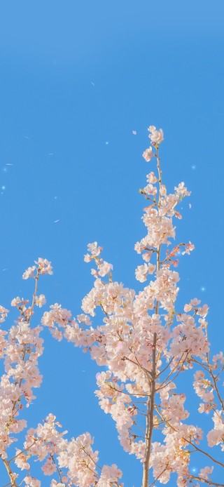 清新樱花蓝天风景