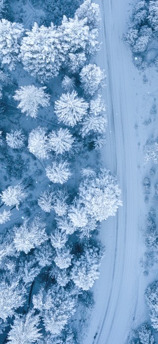 冰雪森林