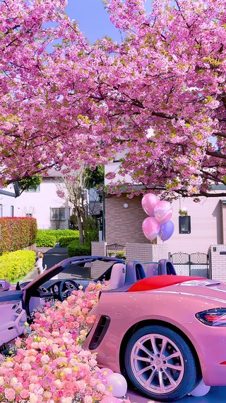 漂亮樱花浪漫车