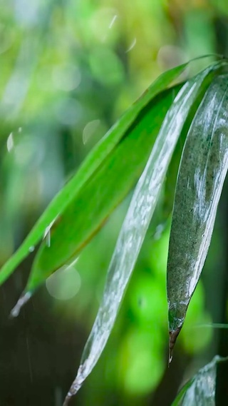 护眼雨天绿竹叶