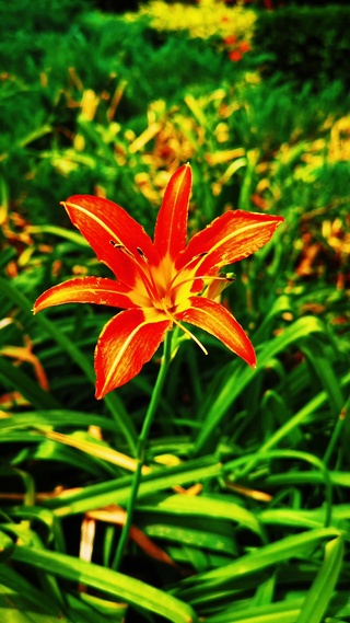 黄花菜
