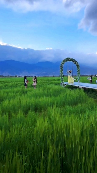 大理麦田