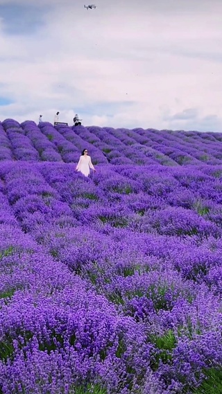浪漫薰衣草花海