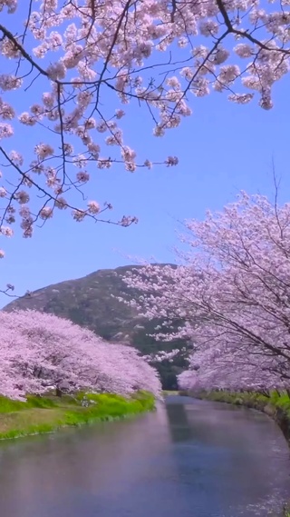 樱花河畔