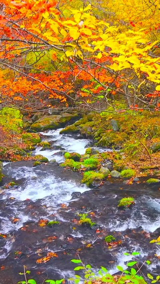 红叶树林溪水流