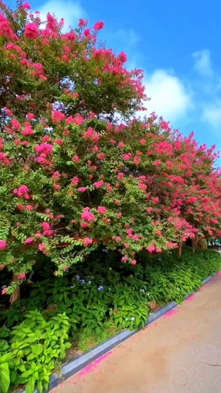 花开花落 坦然 淡然