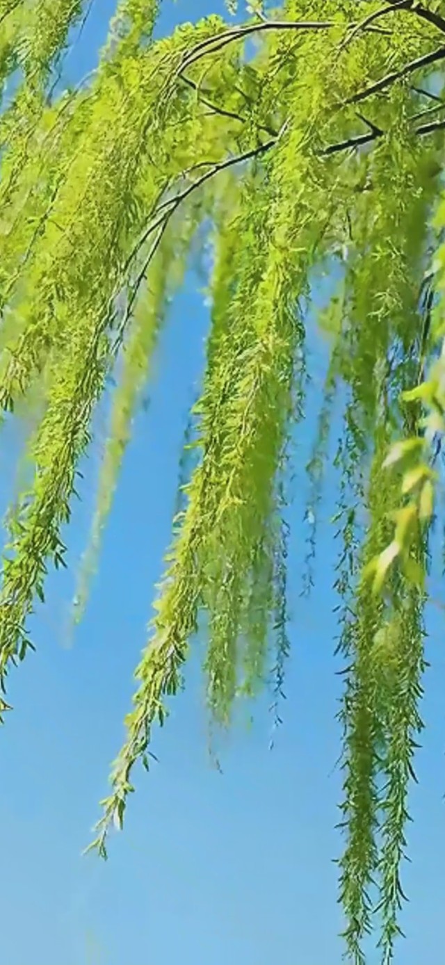蓝天下柳条