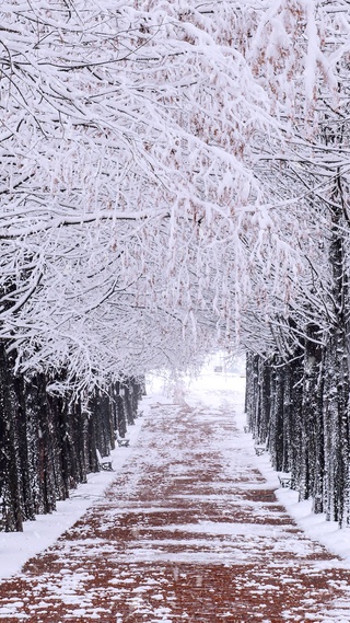 冬天雪树林
