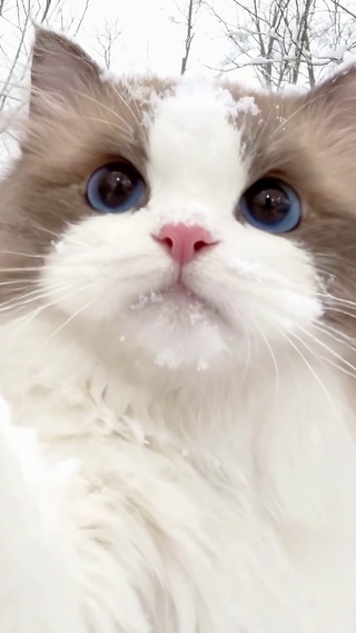 雪地萌猫伸手打招呼