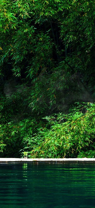 4k护眼竹林