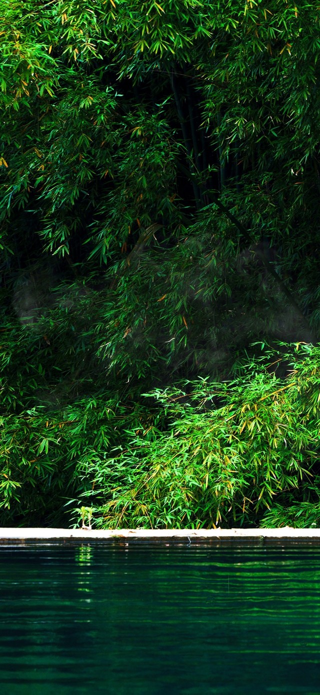 4k护眼竹林