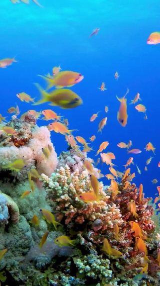 海底珊瑚鱼