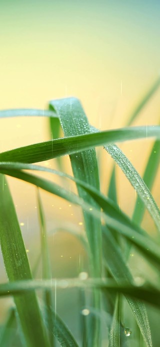 5K 治愈清新护眼雨天绿植