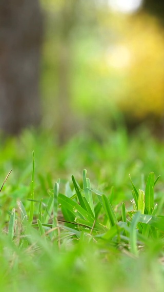 绿草地露珠矮草绿色草坪