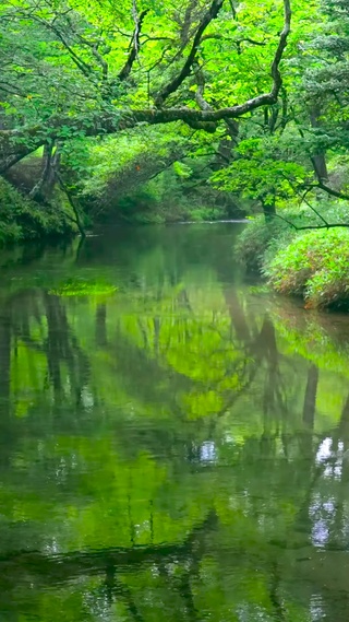 护眼绿林流水