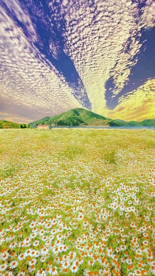 晚霞雏菊花海