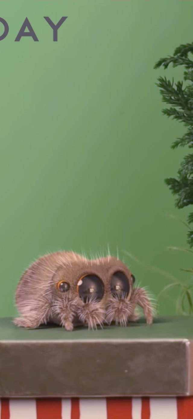 圣诞礼盒上的卢卡斯