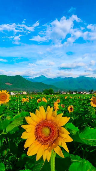 夏日乡村向日葵