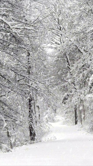 雪树林