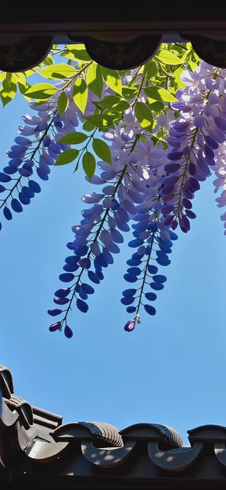 清新护眼屋檐春景