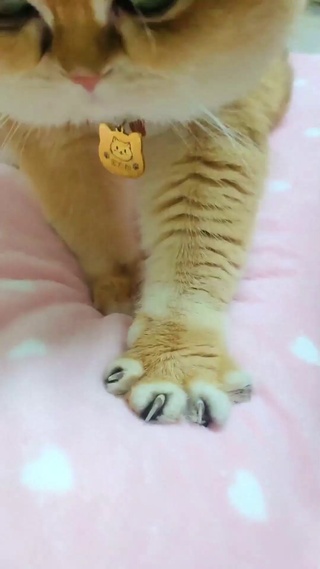 抓化你的猫爪_1