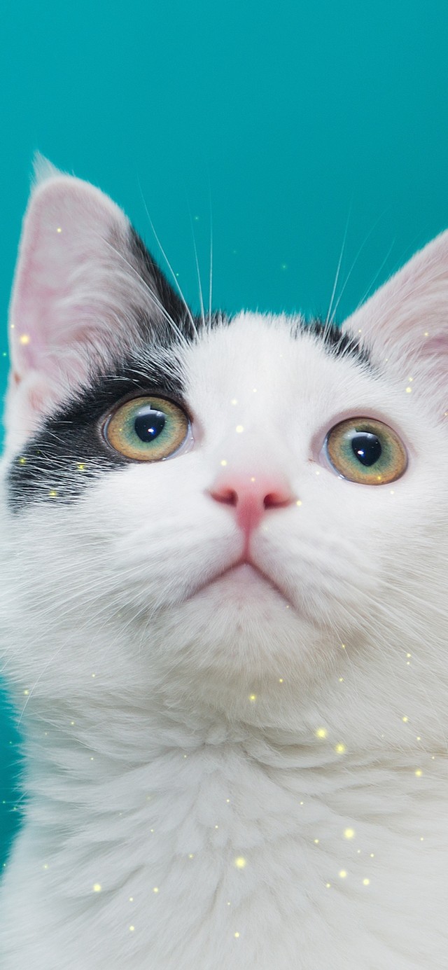 可爱的猫咪