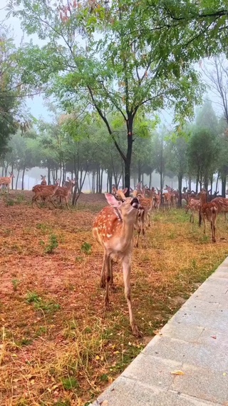 林深处见鹿 海蓝时见鲸 梦醒时见你 