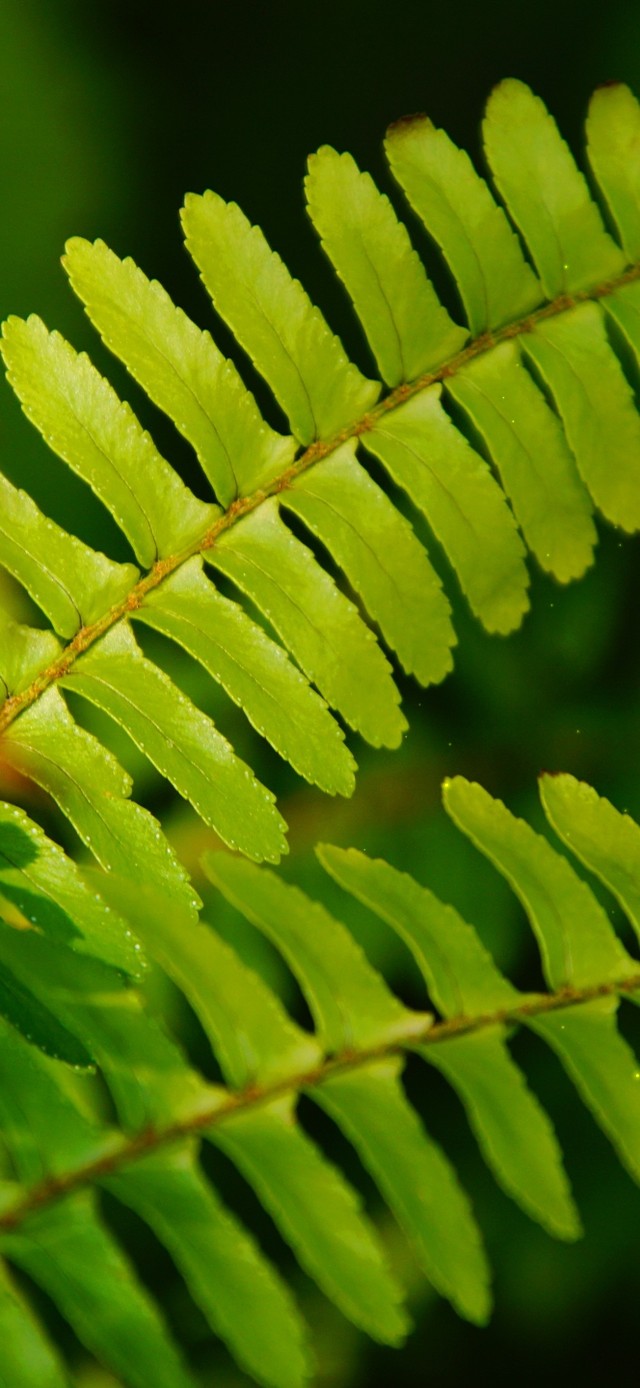 4k唯美护眼绿叶