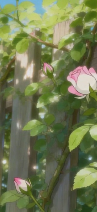 墙薇花